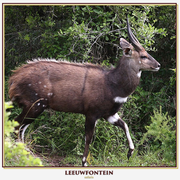 The bushbuck (Tragelaphus scriptus) is a medium-sized antelope widely distributed across sub-Saharan Africa, including South Africa. Renowned for its elusive nature and striking appearance, the bushbuck presents a unique challenge for hunters. 