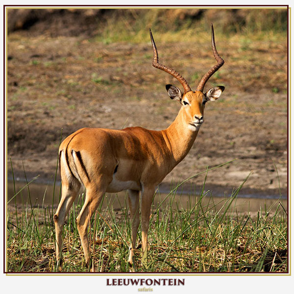 Leeuwfontein Safaris