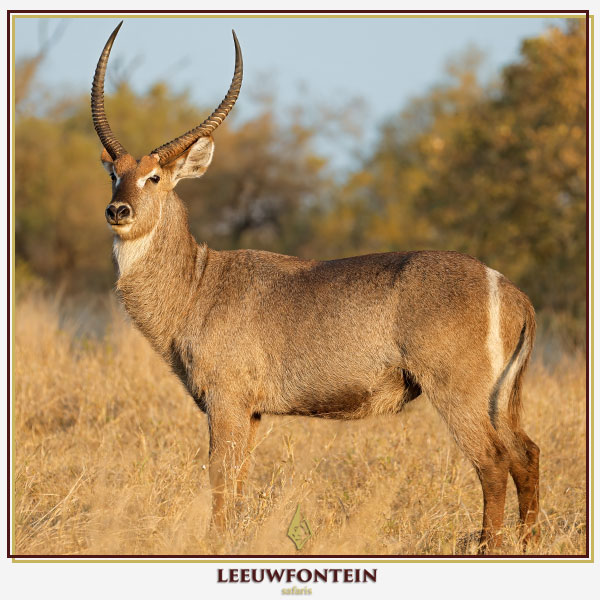 The waterbuck (Kobus ellipsiprymnus) is a large, robust antelope that provides an exhilarating and rewarding hunting experience in South Africa.