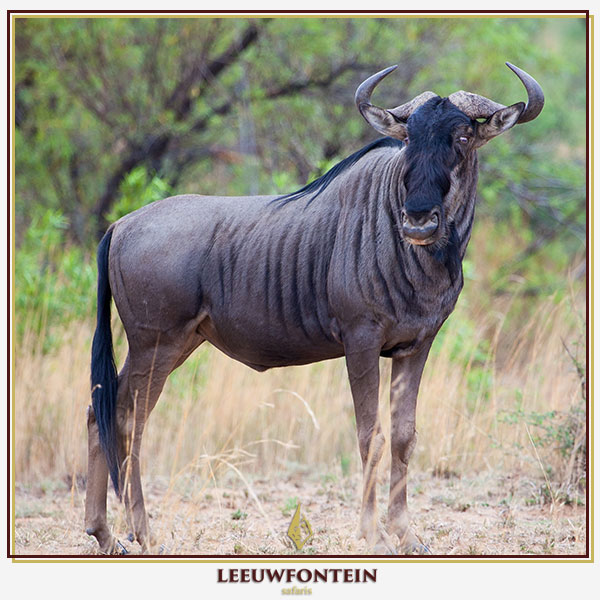 bluewildebeest-2.jpg