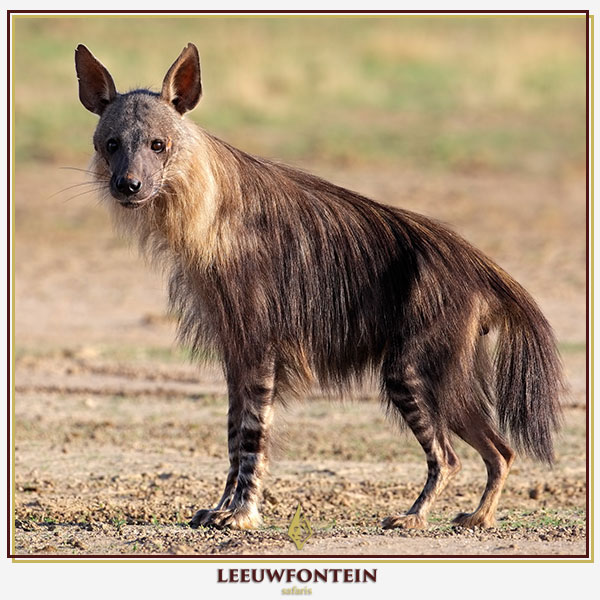 brownhyena-1.jpg