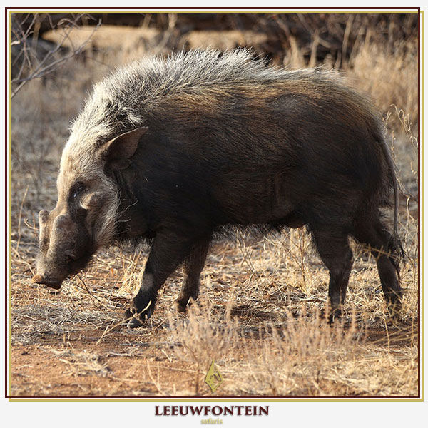 bushpiginsouthafrica-1.jpg