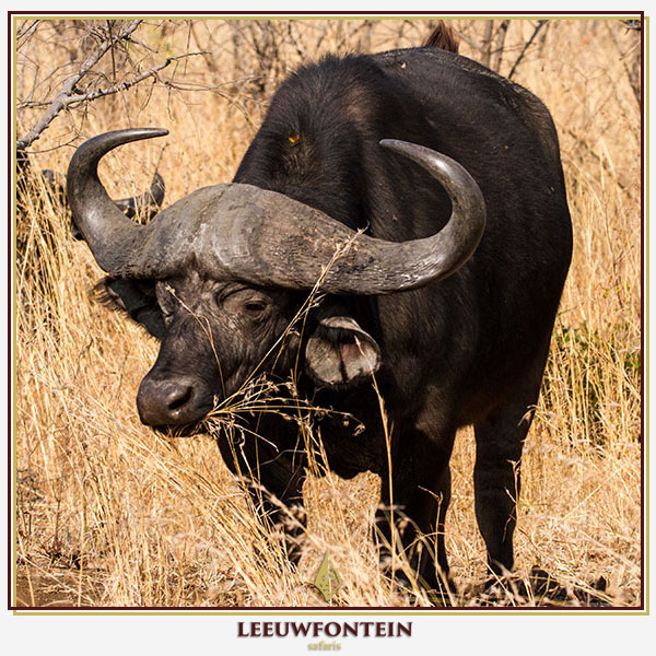 capebuffalobull-2.jpg