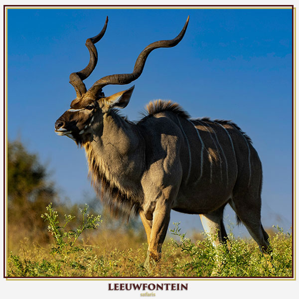 kudu-2.jpg