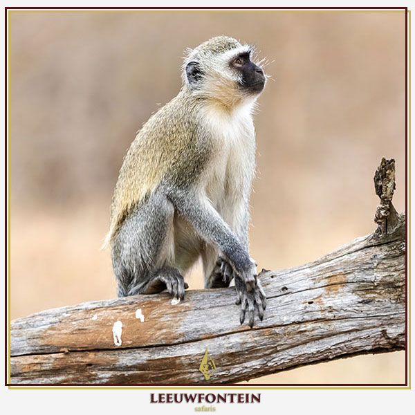 vervetmonkey-1.jpg
